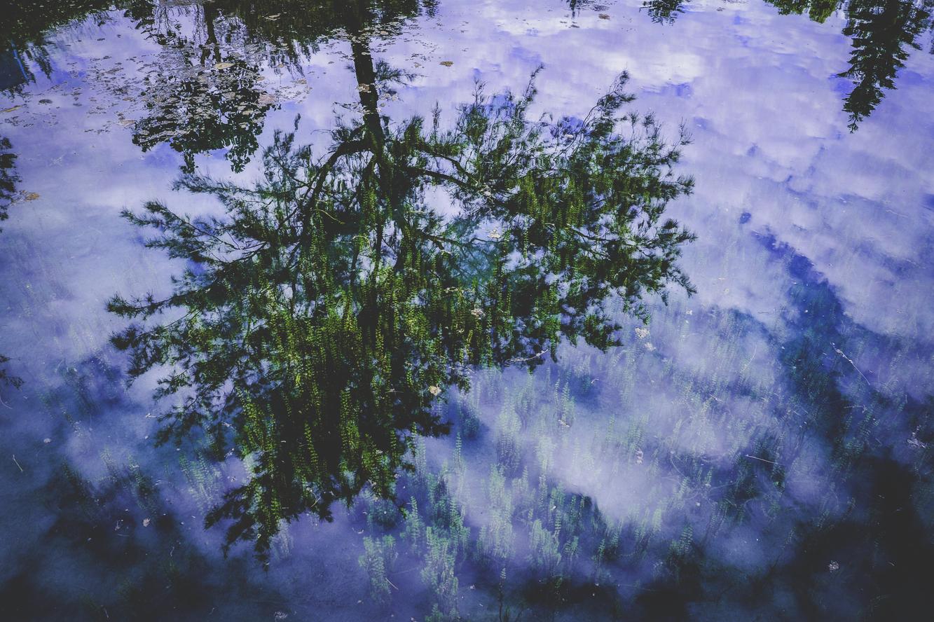 Unde quasi sunt minus