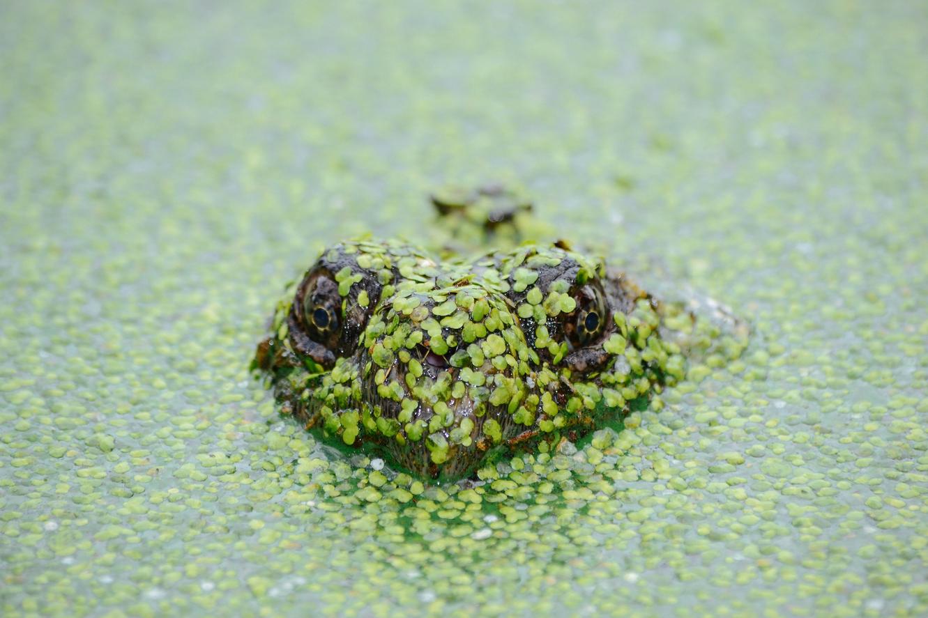 Consequatur et rem hic odio