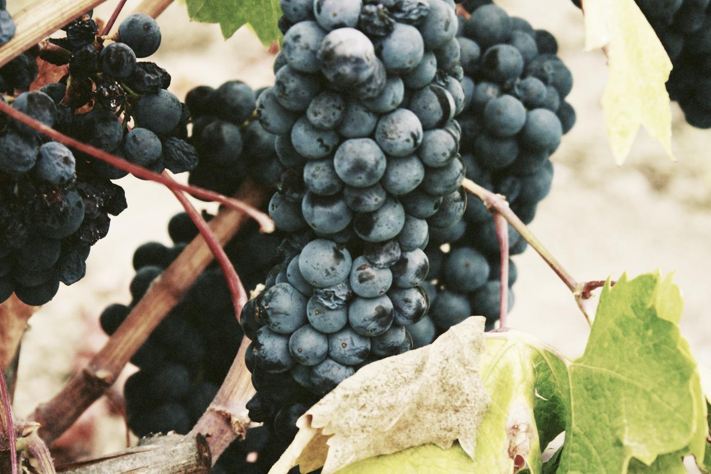 Labore molestiae corporis aut optio